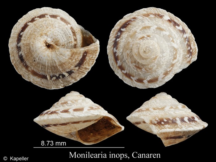 Monilearia inops Monilearia inops