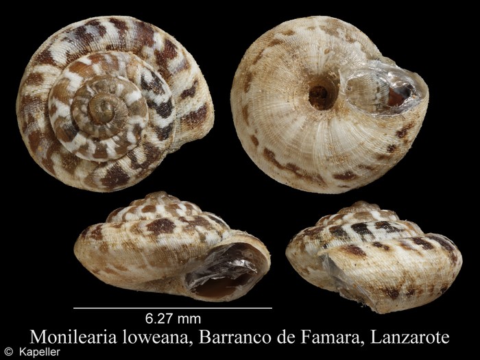 Monilearia loweana Monilearia loweana