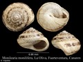 Mollusca (molluscs)