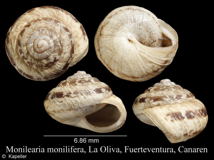 Monilearia monilifera Monilearia monilifera