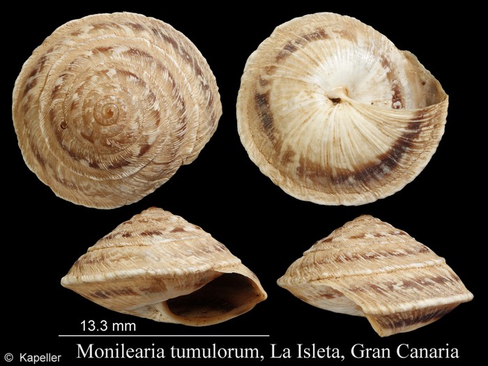 Monilearia tumulorum Monilearia tumulorum