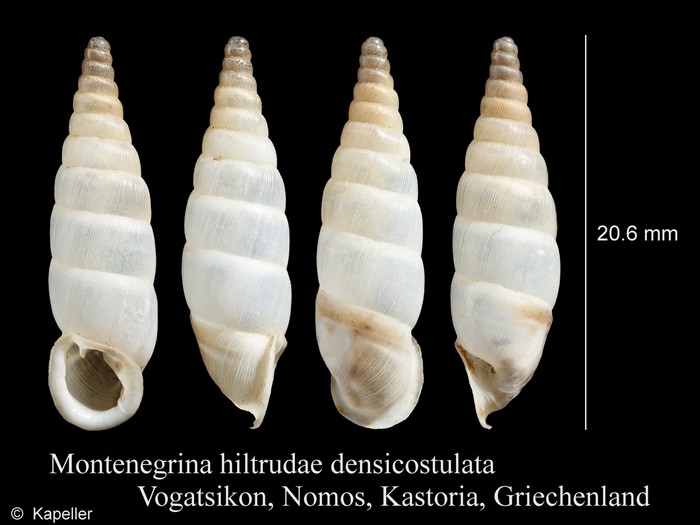 Montenegrina hiltrudae densicostulata