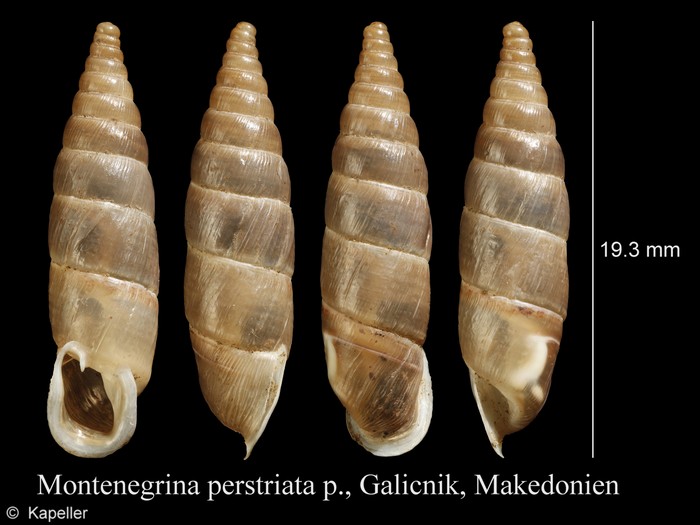 Montenegrina perstriata Montenegrina perstriata