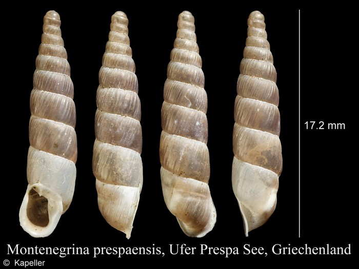 Montenegrina prespaensis Montenegrina prespaensis