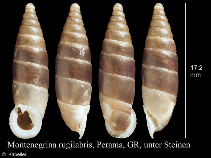 Montenegrina rugilabris Montenegrina rugilabris
