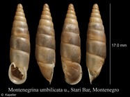 Montenegrina umbilicata