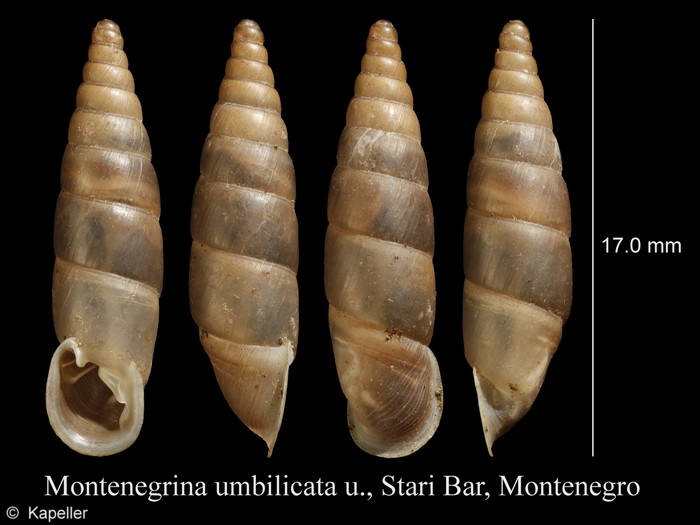 Montenegrina umbilicata Montenegrina umbilicata