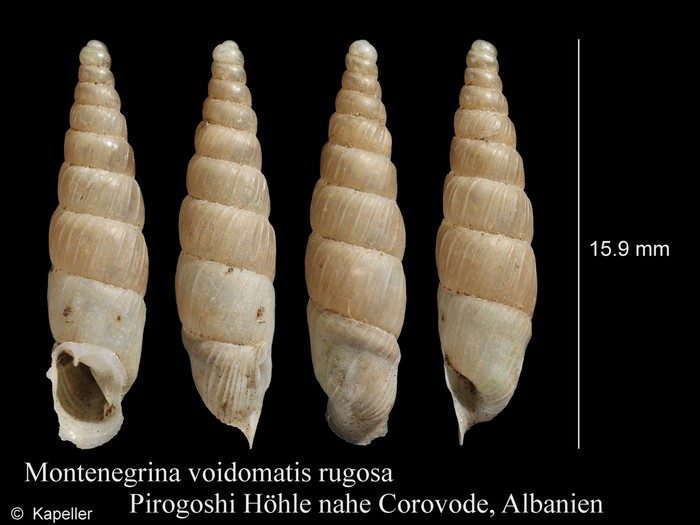 Montenegrina voidomatis rugosa