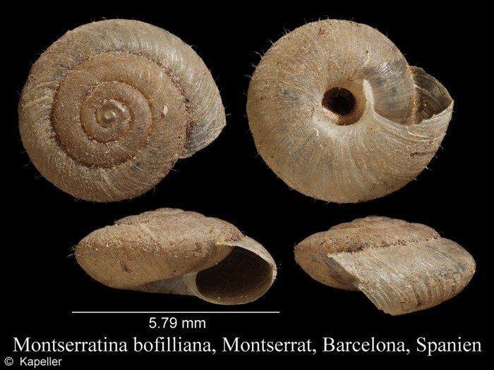 Montserratina bofilliana