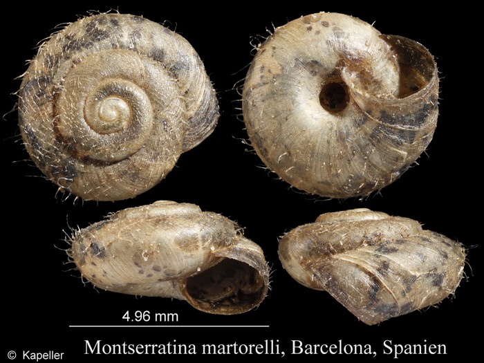 Montserratina martorelli Montserratina martorelli