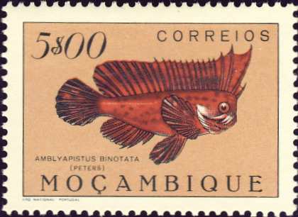 Amblyapistus binotata Amblyapistus binotata
