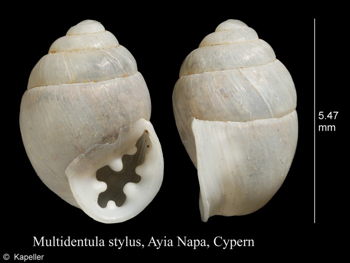 Multidentula stylus