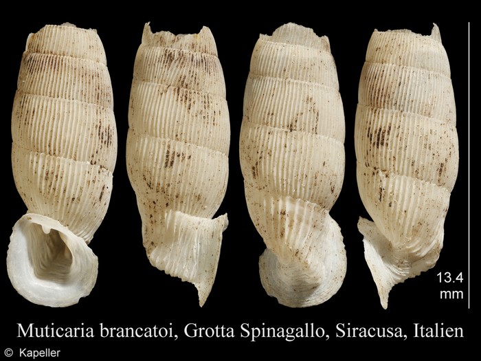 Muticaria brancatoi Muticaria brancatoi