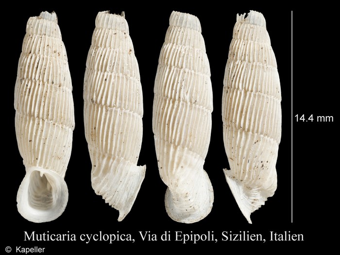 Muticaria cyclopica Muticaria cyclopica