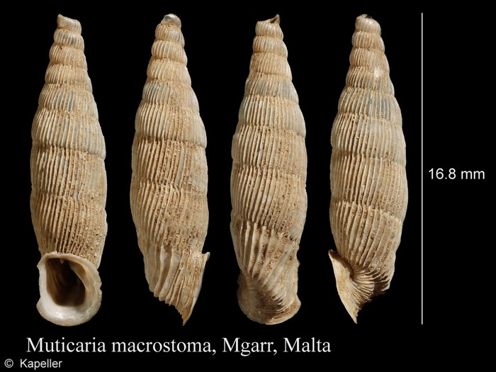 Muticaria macrostoma Muticaria macrostoma