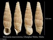 Muticaria macrostoma
