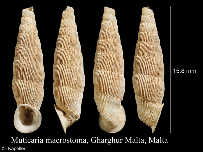 Muticaria macrostoma Muticaria macrostoma
