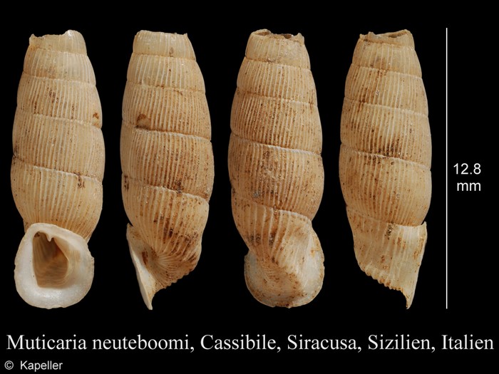 Muticaria neuteboomi Muticaria neuteboomi