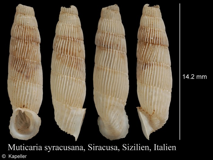 Muticaria syracusana Muticaria syracusana