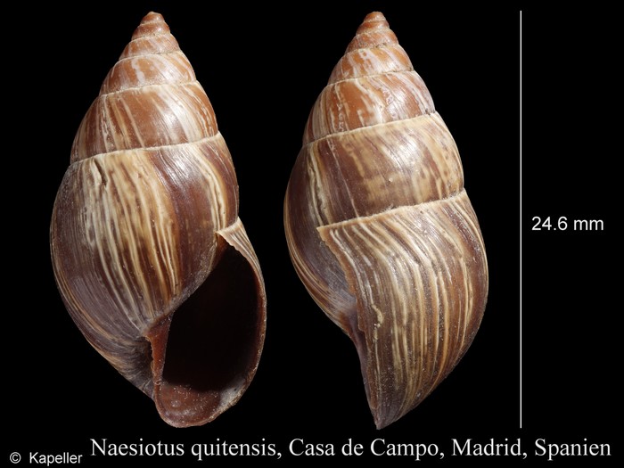 Naesiotus quitensis Naesiotus quitensis