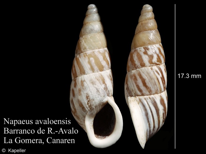Napaeus avaloensis Napaeus avaloensis