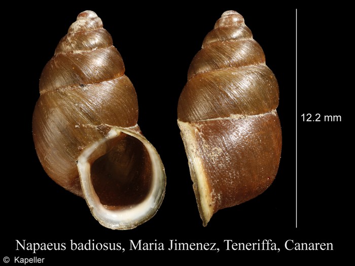 Napaeus badiosus Napaeus badiosus