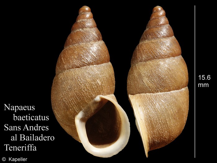 Napaeus baeticatus Napaeus baeticatus