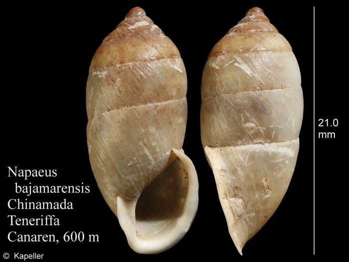 Napaeus bajamarensis Napaeus bajamarensis
