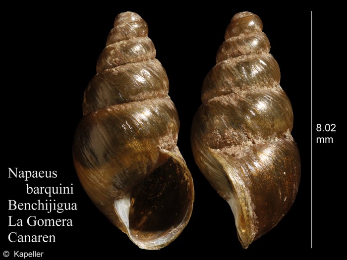 Napaeus barquini Napaeus barquini