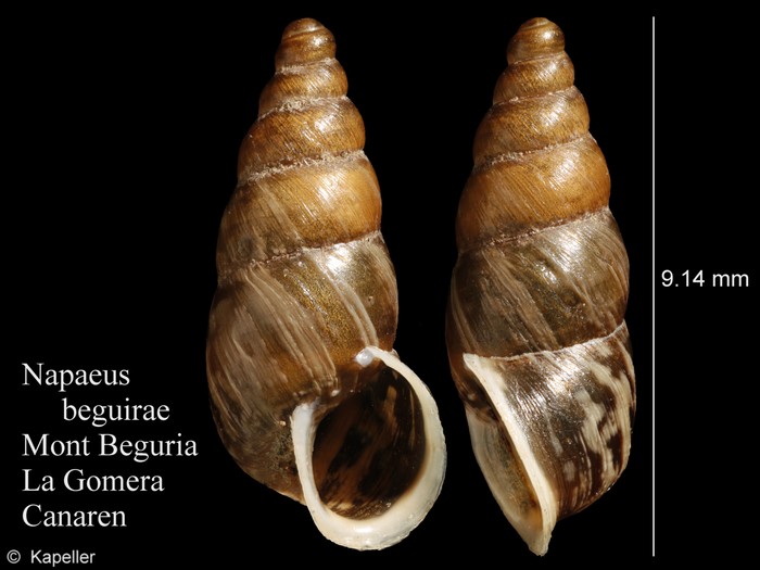 Napaeus beguirae