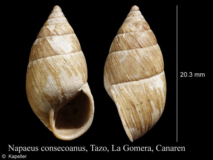 Napaeus consecoanus Napaeus consecoanus