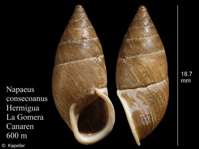 Napaeus consecoanus Napaeus consecoanus