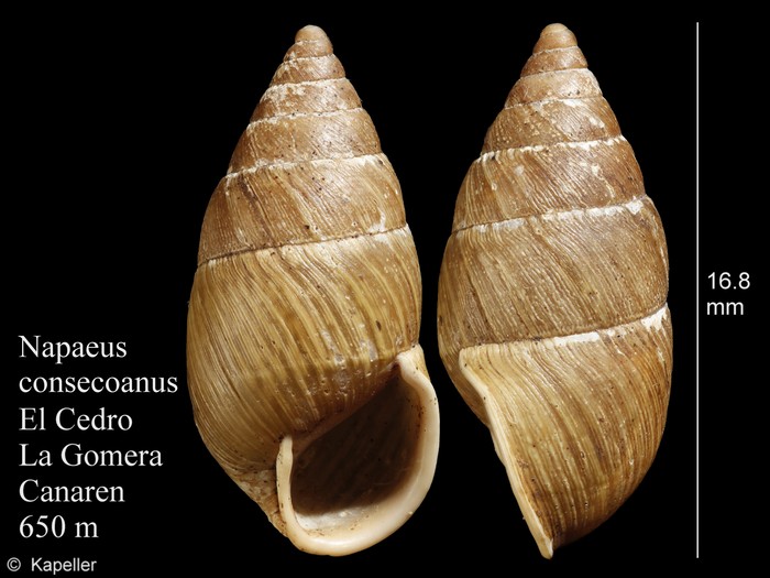 Napaeus consecoanus Napaeus consecoanus