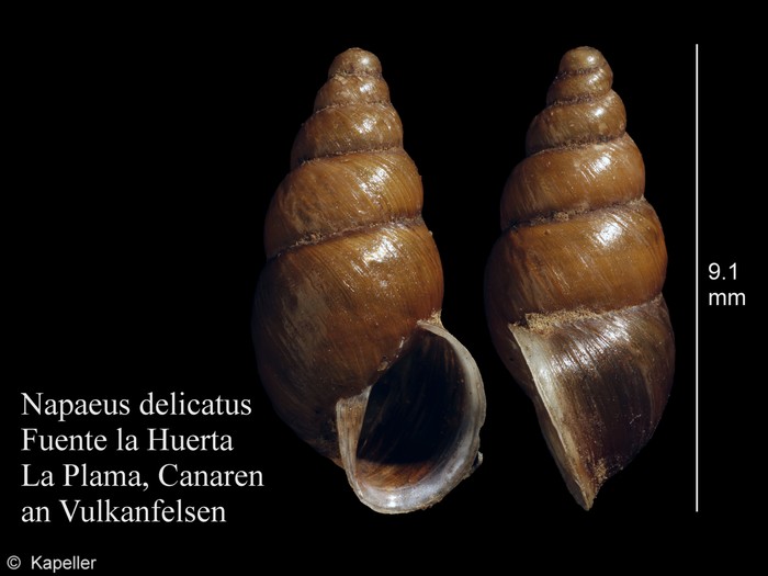 Napaeus delicatus