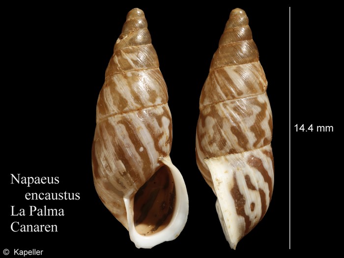 Napaeus encaustus