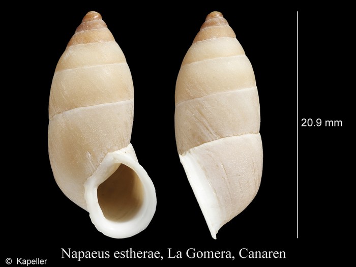 Napaeus estherae