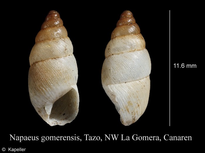 Napaeus gomerensis Napaeus gomerensis