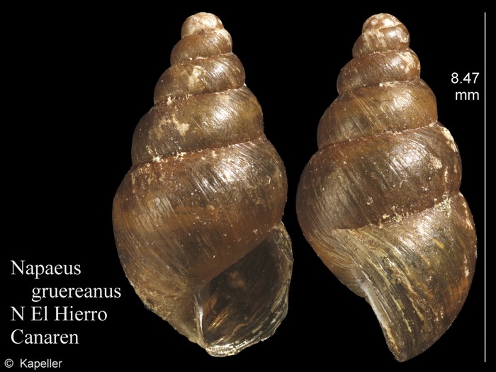 Napaeus gruereanus