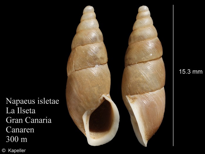 Napaeus isletae Napaeus isletae