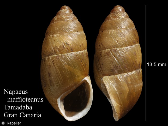 Napaeus maffioteanus