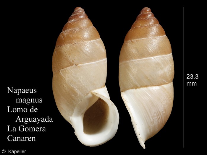 Napaeus magnus