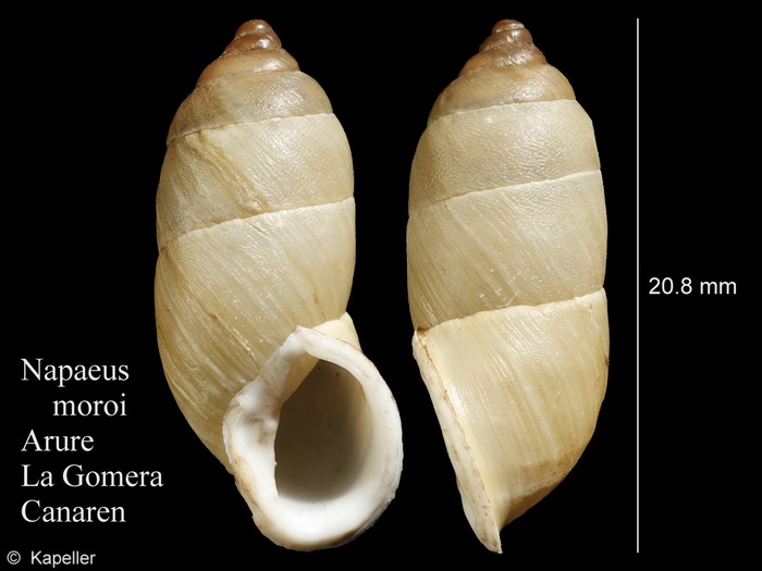 Napaeus moroi Napaeus moroi