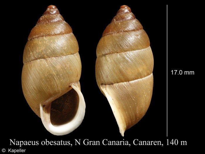 Napaeus obesatus Napaeus obesatus