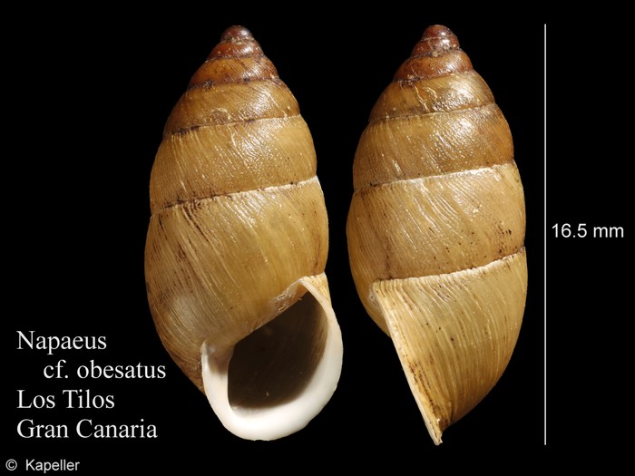 Napaeus obesatus Napaeus obesatus