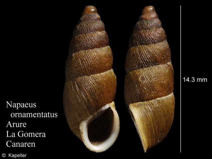 Napaeus ornamentatus Napaeus ornamentatus