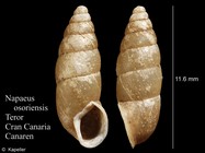 Napaeus osoriensis