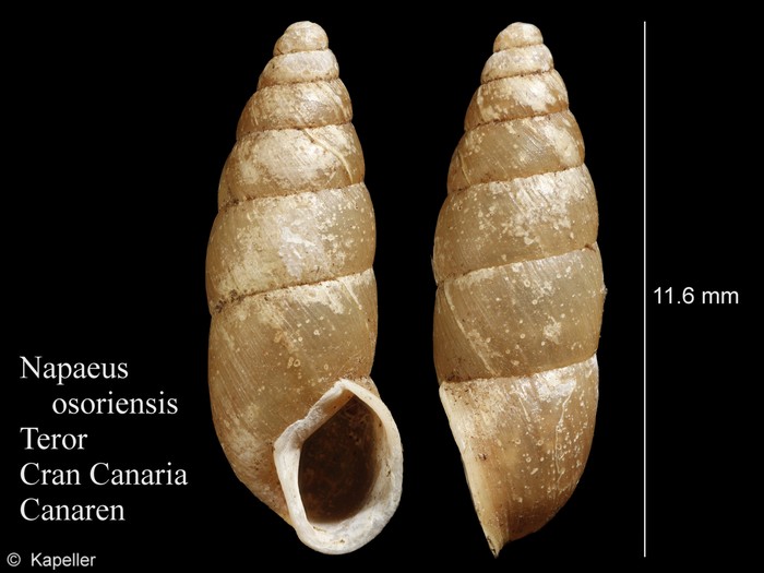 Napaeus osoriensis Napaeus osoriensis