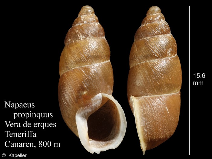 Napaeus propinquus Napaeus propinquus