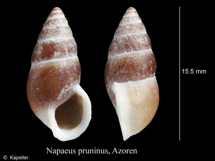 Napaeus pruninus