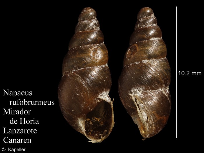 Napaeus rufobrunneus